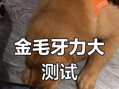 金毛为何会咬自己的脚？（揭秘金毛咬脚背后的问题）