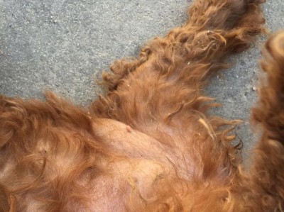 狗狗乳腺肿瘤症状及预防措施（了解狗狗乳腺肿瘤的迹象和如何保护你的宠物健康）