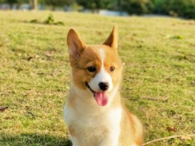 以家养柯基，你的理想选择（柯基犬，忠诚友善的家庭伙伴）