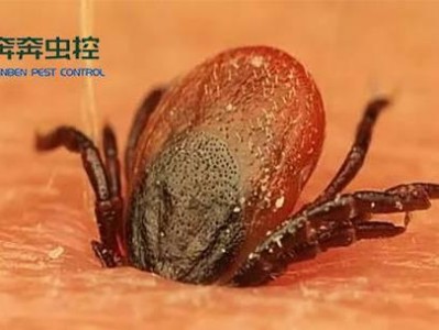 蜱虫头部在宿主体内的寿命及其影响（探寻蜱虫头部滞留时间的关键因素）