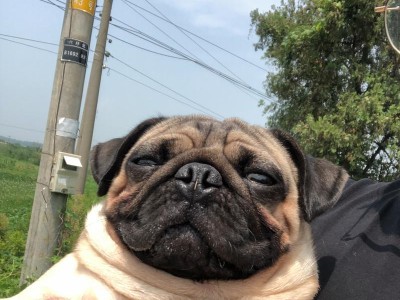 狗身上为何发出臭味？（揭开狗体臭味的秘密）