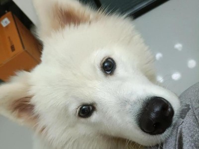 萨摩耶的市场价及其性格特点（一窥萨摩耶犬的价格和温顺性格特点）