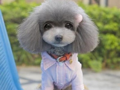 贵宾犬的多样造型（探索贵宾犬身上的不同风格）
