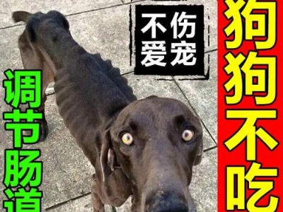 狗肠胃不好？这些药物能帮到你（针对狗肠胃问题的药物介绍及使用指南）