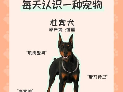 杜宾犬价格与购买注意事项（了解杜宾犬价格，购买前需注意的几点）