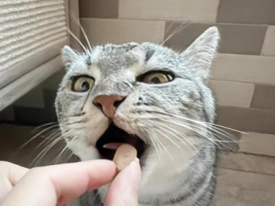 兽医提醒（为你的美短猫健康着想）