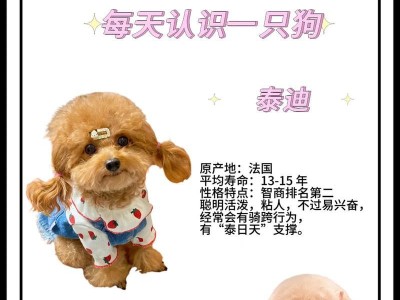泰迪狗宝宝（探索泰迪狗宝宝眼睛的奥秘与成长）