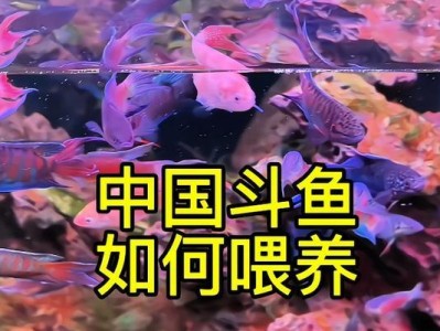 斗鱼养殖方法与注意事项（掌握关键方法，打造成功的斗鱼养殖场）