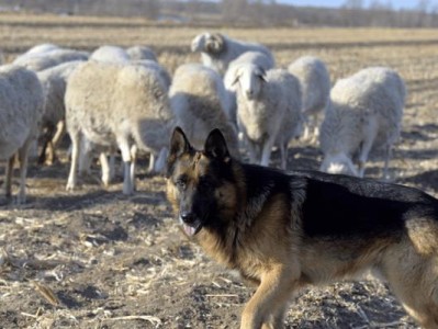 牧羊犬（培养得心应手的牧羊犬，成就高效放牧生活）