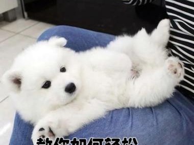 如何为萨摩幼犬选择适合的疫苗（疫苗选择的关键因素及注意事项）