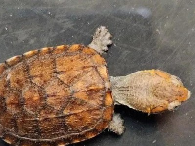 黑颈乌龟的饲养方法