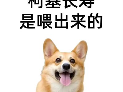 养柯基的禁忌大揭秘（饲养柯基需谨慎，禁忌事项曝光）