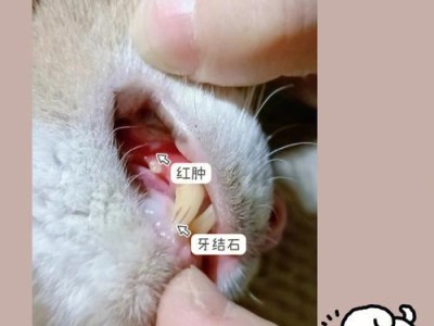 养猫咪必备的6种药品，保障宠物健康（了解猫咪生病常备6种药品，做好应急处理）