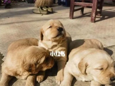 拉布拉多幼犬断奶后的水果饮食指南（幼犬健康成长，水果营养需知！）