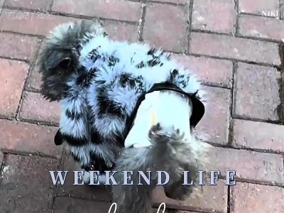 当狗狗要离开你，了解清楚，别让自己后悔了（如何应对狗狗离开的情况，）