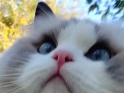 猫包的多功能用处（猫包的设计与功能特点）
