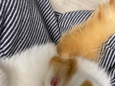 公猫与母猫绝育手术