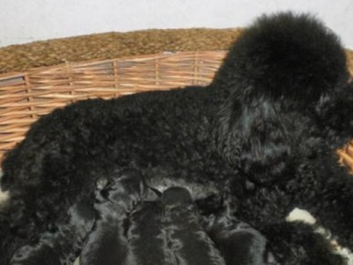 波利犬饲养指南（如何养好你的波利犬）