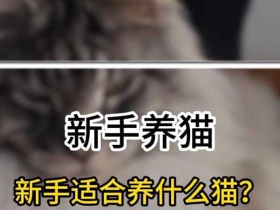 新手养猫需多少钱？探究养猫成本的因素（了解养猫的经济负担，掌握开销的关键）