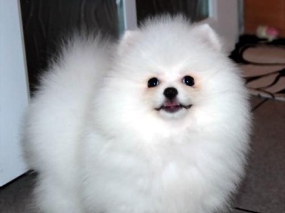 博美犬的成年重量指标及影响寿命的重要因素（了解博美犬的成年体重和关注寿命影响因素）