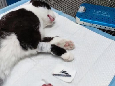 猫咪绝育手术后的护理（科学喂养，注意观察，做好康复）