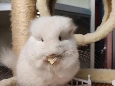 龙猫头顶上的奇特长毛（揭秘龙猫头部毛发的形成原因及功能）