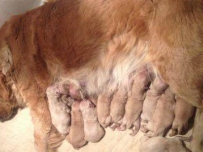 母狗怀孕后的注意事项（保健、营养和行为方面的关键关注点）