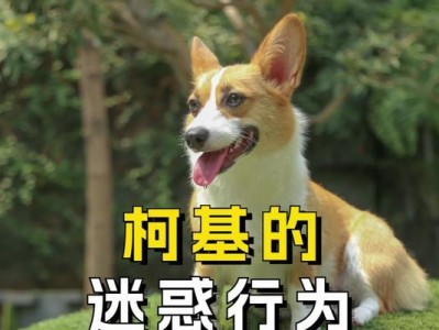 柯基犬的健康警钟（避免这些行为，让你的柯基犬远离伤害）