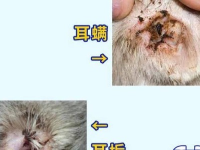 揭秘猫耳螨（了解猫耳螨的症状及如何预防）