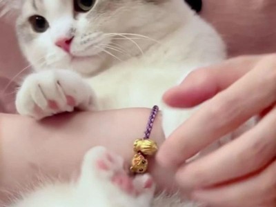如何正确给猫咪洗澡（掌握正确的猫咪洗澡姿势，让它们安心享受沐浴乐趣）