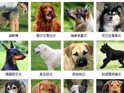 大型猎狗品种大全！（探索世界各地的大型猎犬品种）