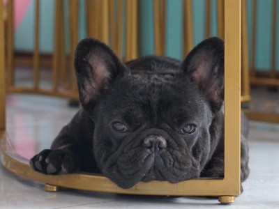 怀孕法牛犬需要注意什么？（关爱怀孕期的法牛犬，让它们健康快乐地迎接新生命）