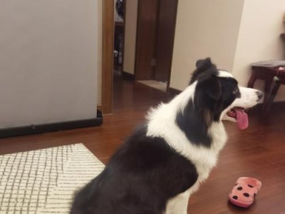 如何让边牧的毛发靓丽动人（喂食合适的食材，打造完美毛发光泽）
