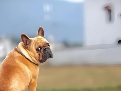 法国斗牛犬的养护与培育（价格、饲养技巧和注意事项）