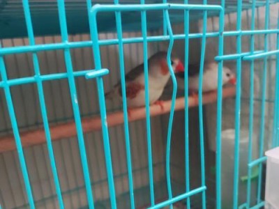 新手如何饲养文鸟？（做到这几点事半功倍）