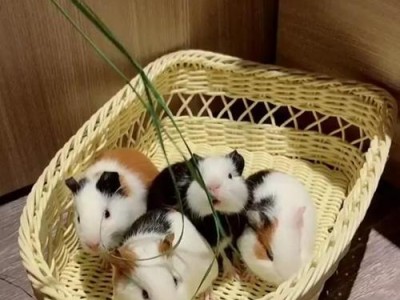 金毛的成长阶段与适当的饮食量（金毛犬每个成长阶段所需的饮食量和标准体重）