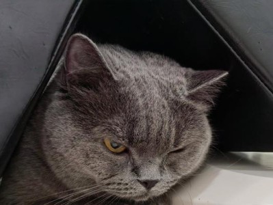 小猫的死因及预防措施（为什么小猫会死？如何保护它们的生命？）