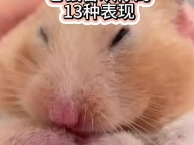 金丝猴仓鼠的饮食习惯与喜好（探秘金丝猴仓鼠的美食世界）