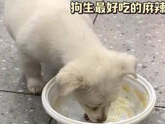 狗可以吃辣吗？（狗吃辣的危害及如何避免）