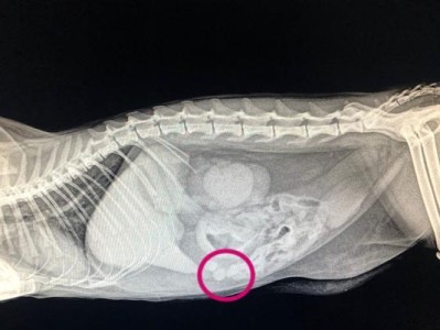 了解猫肠梗阻，保护你的爱猫健康（引起猫肠梗阻的原因及预防措施一览）
