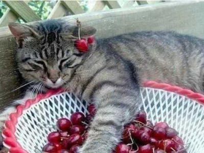 猫可以吃哪些水果？（了解猫咪的水果饮食需求及适量原则）