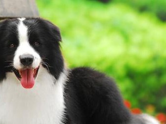边境牧羊犬接生的知识与技巧（助你成为合格的边境牧羊犬接生师傅）