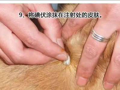 狗狗打疫苗的费用和方法（了解狗狗疫苗接种的成本及程序）