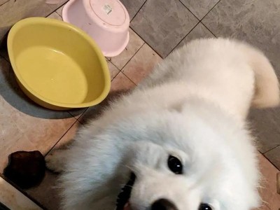 选择适合萨摩犬的狗链（探索适合萨摩犬的狗链类型和选购要点）