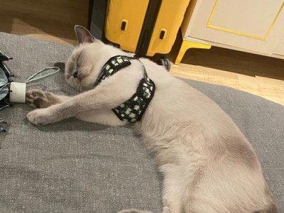 狠心用3个月帮猫猫减肥！（打造健康猫咪的秘诀与方法）