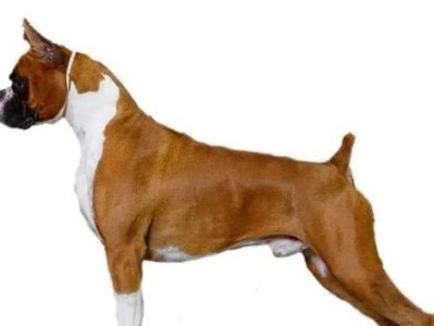 如何正确地饲养巴西菲勒犬（养犬小白必看，从喂养到训练全面指导）
