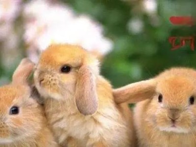 大型兔的饲养方法（从幼兔到成兔，一步步教你养殖大型兔）