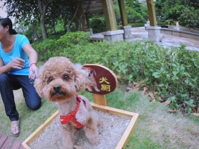 泰迪狗的排便频率与习性（探寻泰迪狗拉屎的规律和注意事项）
