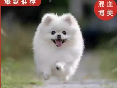 可爱狗狗的大眼萌，你知道它叫什么名字吗？（探秘以眼大可爱的狗狗的名字及特点）