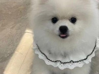博美犬饲养指南（了解纯种博美犬的特征及养护要点）